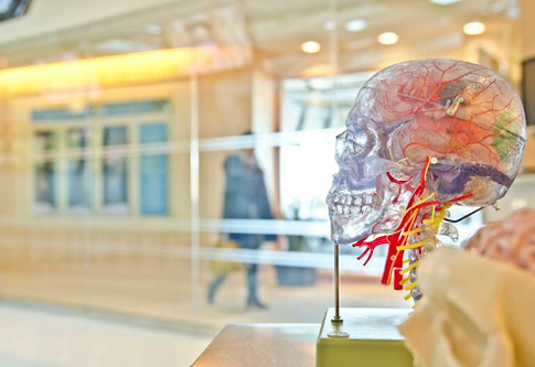 Пластиковая модель мозга в приемной больницы. | © Unsplash